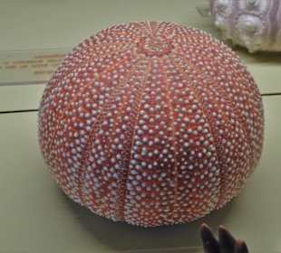 Rundgang durch das Muschelmuseum Wremen