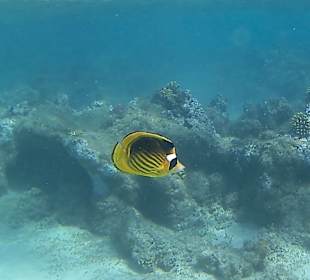 Schnorcheln Marsa Alam