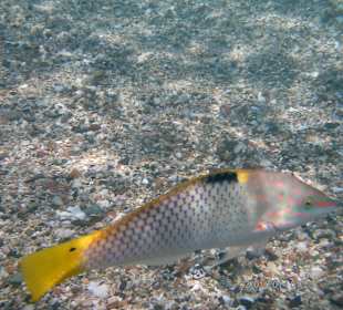 Bunte Fisch gab es auch