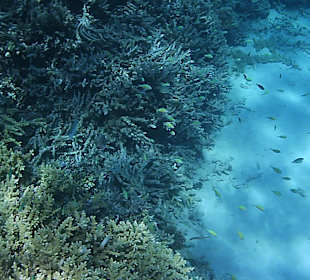 Schnorcheln Hurghada