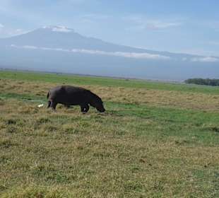 Amboseli