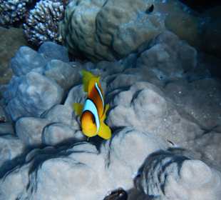 Anomonenfisch am Südriff