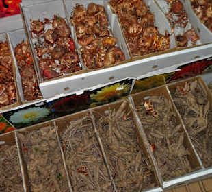 In der Markthalle Mercado dos Lavradores