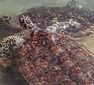 Diee Exemplare waren schon größer