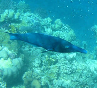 Blauer Vogellippfisch
