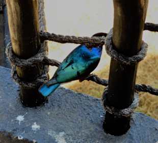 Lilac breasted Roller