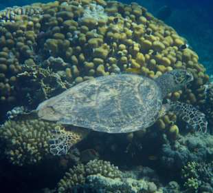 Schnorcheln beim Fort Arabesque