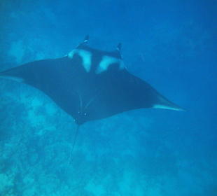 Highlight! Direkt am Hausriff! Manta