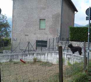 Hunde und Wildvögel-Gefängniss