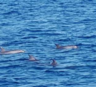 Delfin Tour Makadi Bay	