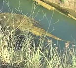 Unimog-Safari / Schildkröten