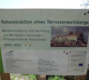 Der Weinberg wird rekonstruiert