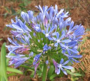 Blumen Blumen Blumen