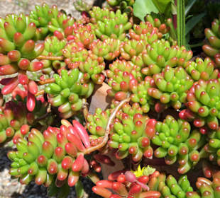 Rundgang durch den Botanischen Garten Cagliari