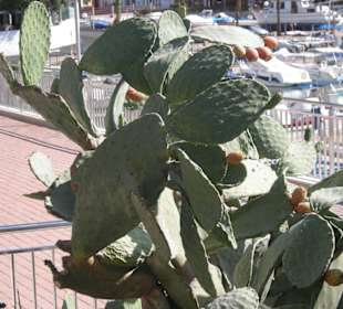 Feigenkaktus (Opuntie)