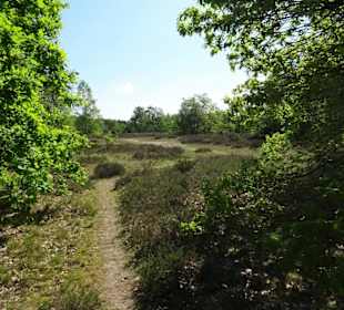 Wanderung durch den Sandtrockenrasen von Achim