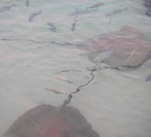 Wer ist wohl der Schnellste?