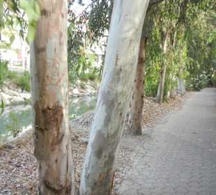 Strandpromenade Evrenseki