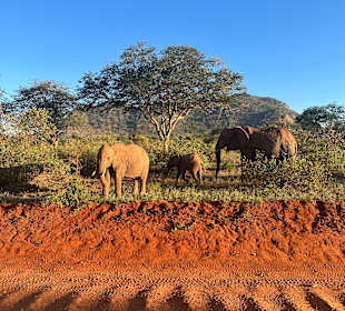 Tsavo Ost Nationalpark