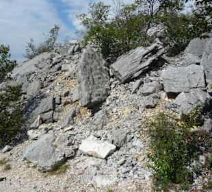 Links und rechts des Forstweges