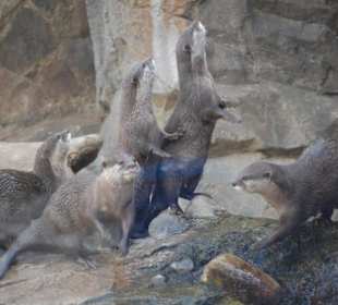 Washington Zoo