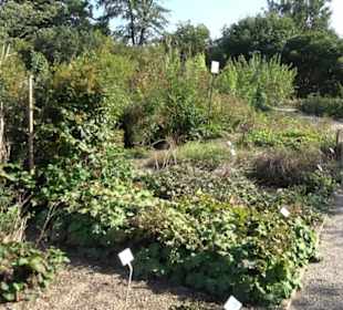 Botanischer Garten München