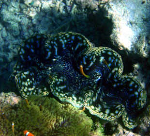Riesenmuschenl und Nemo