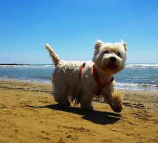 Der Hundestrand dei Pini