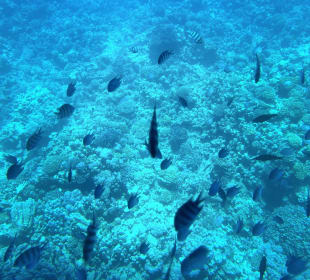 Schnorcheln Abu Soma