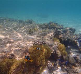 Wunderschöne Unterwasserwelt