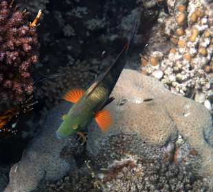 Schnorcheln Marsa Alam