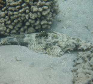 Krokodilfisch am selben Platz wie vor 2 Jahren