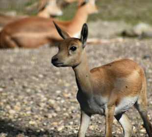 Tierpark Hamm 