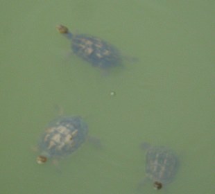 Wasserschildkröten im Naturschutzgebiet