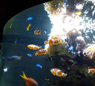 Aquarium / Oceanongrafic