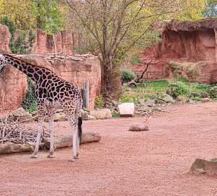 Zoo Hannover 