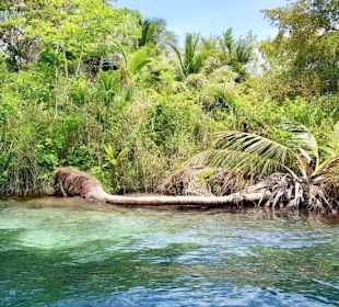 Bacalar 