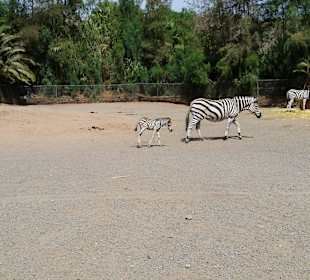 Familie Zebra