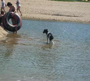 Viele wilde Hunde am Strand, überqueren des Flusse