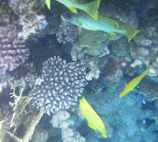 Unterwasserwelt Hotel Sharm Plaza