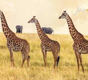 Giraffe at Malaika Camp