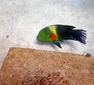 Unterwasserfoto am Hausriff