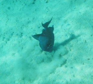 Schnorcheln Makadi Bay