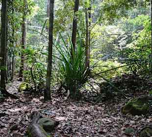 Beschilderter Dschungelpfad am Damai Beach