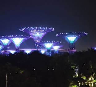 Super Trees bei Nacht 