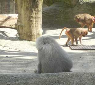 Tierpark Hagenbeck