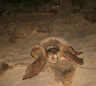 Stadtrundfahrt Sal Rei