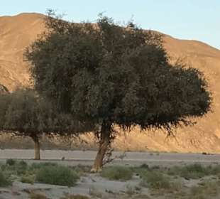 Wadi al Gamal (Kamelwüste)