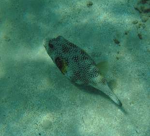 Kugelfisch am strand