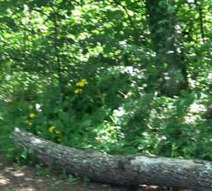 Premiumwanderweg "hochgelegen"